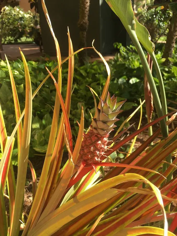Maui-Licious By The Beach Kihei United States